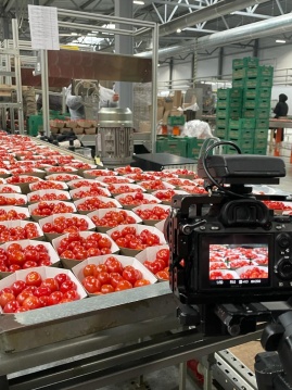 Паника на рынке томатов